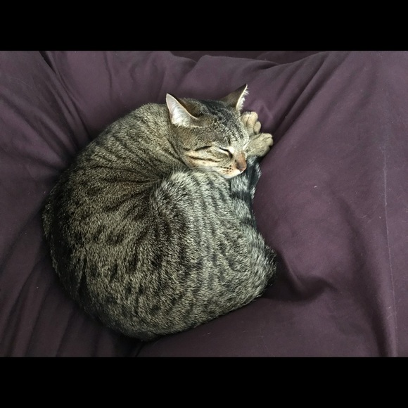 Meet your Posher, Rita - Picture 3 of 7